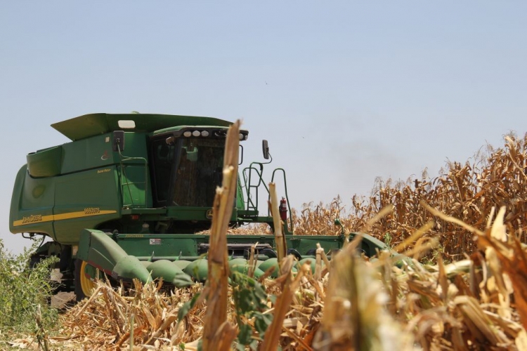 El 72% de los productores de hasta 10 hect&aacute;reas ya se encuentra registrado en el programa de Segalmex