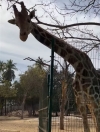 La jirafa desaparecida muri&oacute; el pasado mes de septiembre explica el Zoo de Culiac&aacute;n