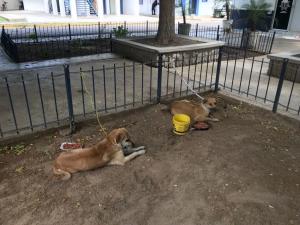 Amarrados de sus patas dejan a dos perros en un canal