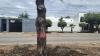 Denuncian vecinos del bulevar Las Am&eacute;ricas tala indiscriminada de &aacute;rboles por el municipio