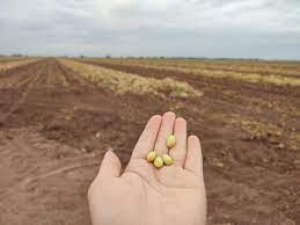 La llovizna de las últimas horas, es buena para los cultivos de maíz y puede dañar cosecha de frijol: AARC