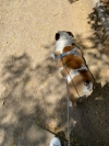 Temporada de calor trae consigo problemas de la piel en las mascotas