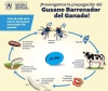 Ganaderos de Chiapas sacan jugosas ganancias con el tráfico vacuno lo que permitió el paso al gusano barrenador