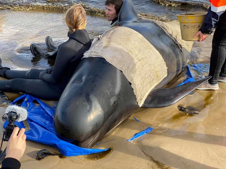 Alrededor de 90 ballenas varadas en Australia han muerto, expertos realizan dramático rescate