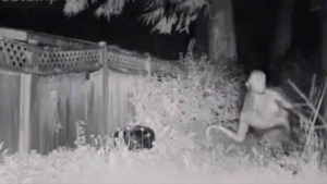 Difunden imágenes del extraterrestre que aterrizó en días pasados en un patio de Las Vegas, ¿qué se sabe hasta el momento?