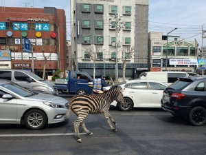 Cebra se escapa de zool&oacute;gico a plena luz del d&iacute;a y genera caos en calles de Se&uacute;l