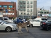 Cebra se escapa de zoológico a plena luz del día y genera caos en calles de Seúl