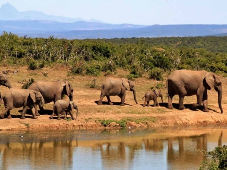 Alertan: elefantes africanos están en peligro de extinción
