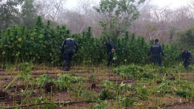 Polic&iacute;a Estatal quema plant&iacute;os de presunta marihuana durante operativo en Mazatl&aacute;n