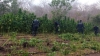 Polic&iacute;a Estatal quema plant&iacute;os de presunta marihuana durante operativo en Mazatl&aacute;n