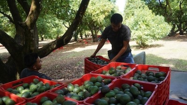 Estados Unidos reactiva exportaci&oacute;n de aguacate michoacano tras retirar alerta de seguridad
