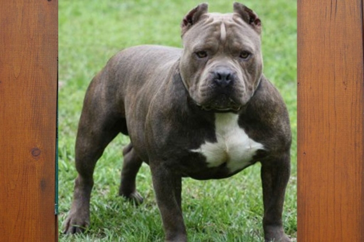 Perros pitbull matan a un ni&ntilde;o de 5 a&ntilde;os de edad en el Estado de M&eacute;xico