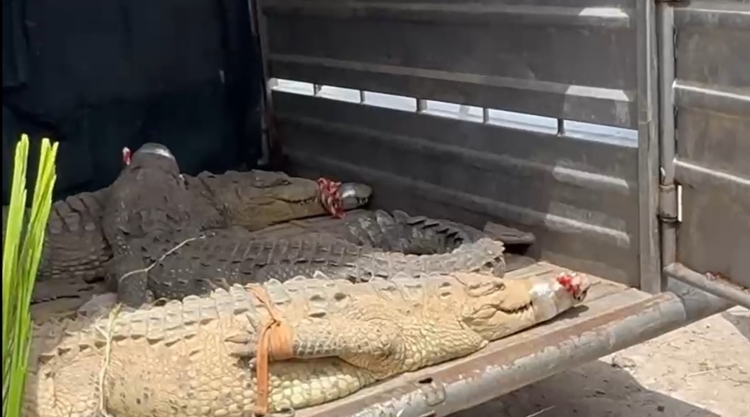 Trasladan a Mazatlán a 130 animales al Santuario Ostok