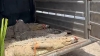 Trasladan a Mazatl&aacute;n a 130 animales al Santuario Ostok