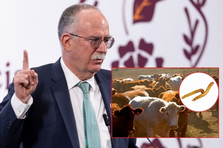 Senadores exigen la renuncia de Julio Berdegué, Secretario de Agricultura, por el gusano barrenador