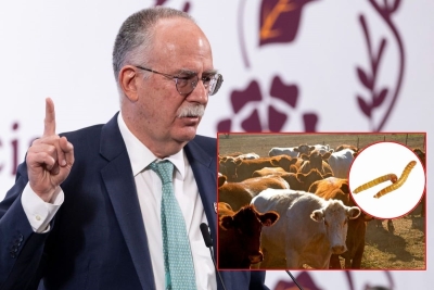 Senadores exigen la renuncia de Julio Berdegu&eacute;, Secretario de Agricultura, por el gusano barrenador