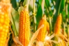 Estados Unidos dice estar decepcionado por nuevo decreto sobre maíz transgénico