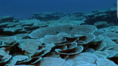 Descubren arrecife con corales gigantes a más de 30 metros de profundidad