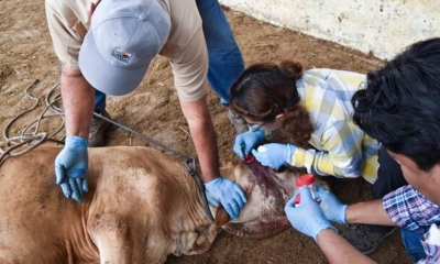 EEUU cierra frontera al ganado mexicano por gusano barrenador: ‘México no ha logrado detener la plaga’