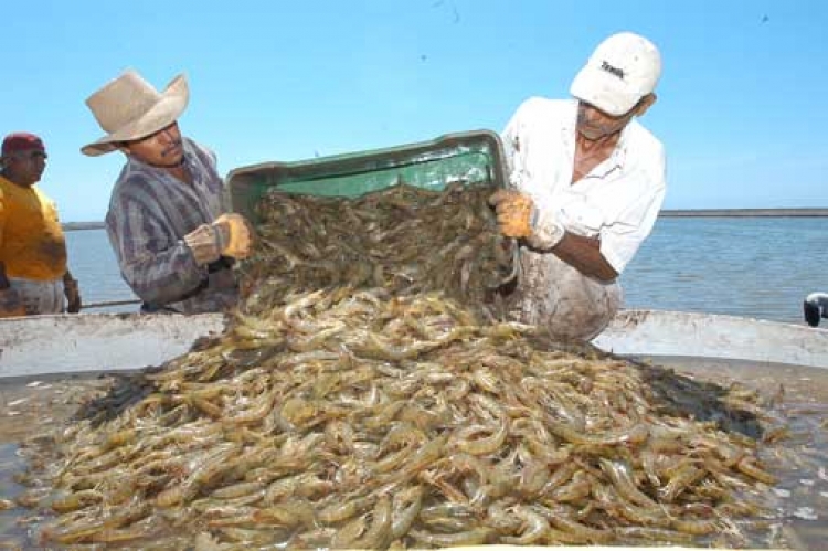 Pese a pandemia, Sinaloa consolid&oacute; sus exportaciones en 2020