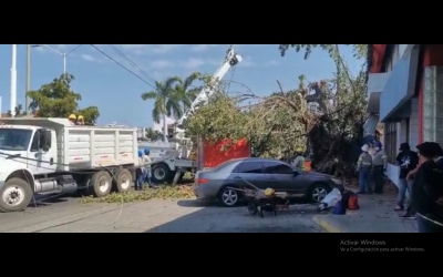 Cae &aacute;rbol en la Ej&eacute;rcito Mexicano y deja sin luz a miles de familias