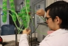 Trabajan en la UAS proyecto para la elaboraci&oacute;n de botanas saludables