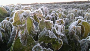 En riesgo los cultivos en las zonas fr&iacute;as del estado, por segunda tormenta invernal del fin de semana: Caades