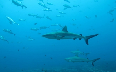 Hombre de 57 a&ntilde;os desaparece tras supuesto ataque de tiburones en Australia