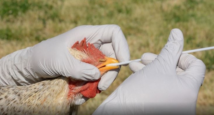 India reporta primera muerte humana por gripe aviar H5N y causa alarma por nueva pandemia