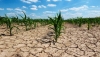 Lenta la inducci&oacute;n de lluvias en Sinaloa, reconoci&oacute; el Secretario de Agricultura