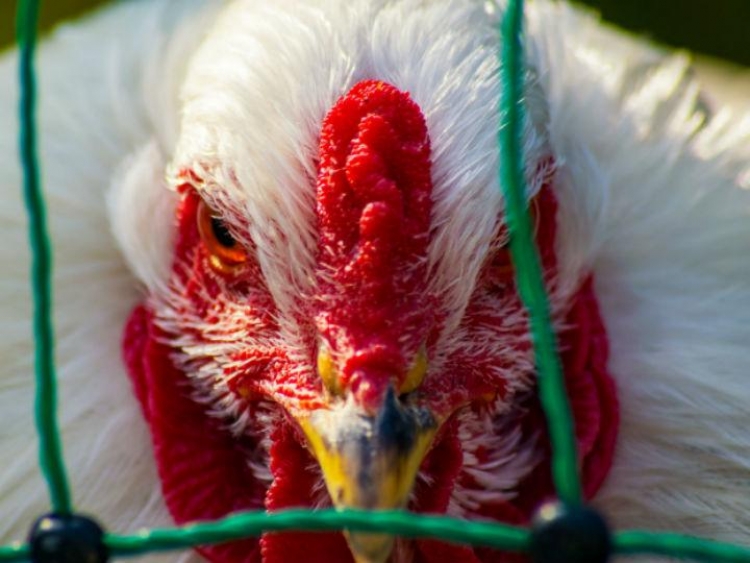 Reaparece la gripe aviar a Europa central, después de tres años