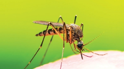 Detectan en EU mosquito con virus que paraliza a los humanos