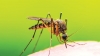 Detectan en EU mosquito con virus que paraliza a los humanos