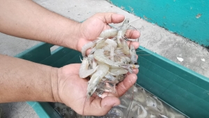 Reportan baja producci&oacute;n de camar&oacute;n en Villa Uni&oacute;n
