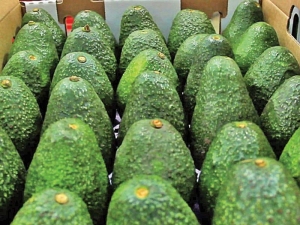 EU le cierra su frontera al aguacate; M&eacute;xico acaba de enviarle 135 mil toneladas