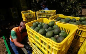 Aguacateros pierden hasta 20 mdd diarios por suspensi&oacute;n de exportaciones a EU