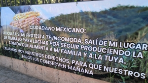 Reclaman productores agricolas de Sinaloa al gobierno federal 7 mil 200 la tonelada de ma&iacute;z