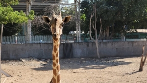 Pide Secretario de Gobierno no se especule sobre robo de la Jirafa del Zool&oacute;gico de Culiac&aacute;n