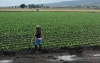Inicio de lluvias mejora el panorama agr&iacute;cola: UAS