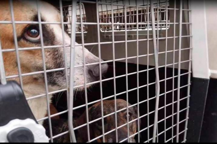 Es lamentable la crueldad humana hacia los animales dom&eacute;sticos, se&ntilde;al&oacute; ambientalista
