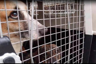 Es lamentable la crueldad humana hacia los animales dom&eacute;sticos, se&ntilde;al&oacute; ambientalista