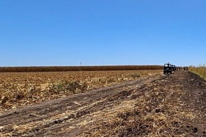 En estado cadav&eacute;rico localizan a una mujer en un campo agricola de Villa Ju&aacute;rez, Navolato