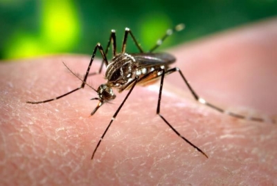 Crea IPN bioinsecticida capaz de detener al mosco transmisor de Dengue, Chikungunya y Zika