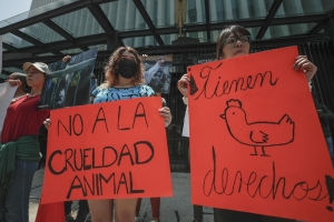 Piden a alumnos de escuela llevar animales muertos y desangrados a clase, en Culiacán