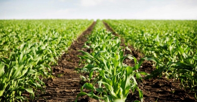 Covid provoca desplome en la econom&iacute;a; el sector agropecuario es el menos afectado