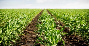 Covid provoca desplome en la economía; el sector agropecuario es el menos afectado