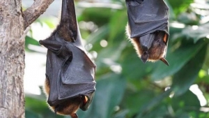Descubren 4 nuevos tipos de coronavirus en murciélagos de China