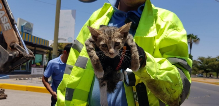 Personal del municipio y Bomberos rescatan a pequeño gato atrapado en rejillas pluviales