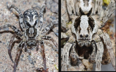Encuentran ara&ntilde;a zorro que se cre&iacute;a extinta en Inglaterra