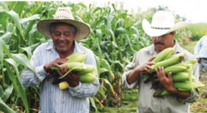 El precio internacional del ma&iacute;z rescata al campo agr&iacute;cola sinaloense, asegur&oacute; el CAP